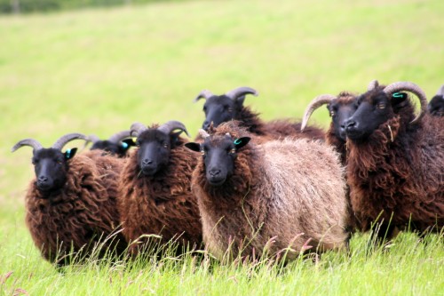 hebridean